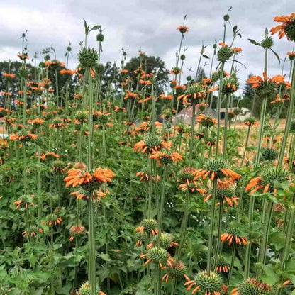 Klip Dagga Seeds - Heirloom Flower Plant for Home Gardens