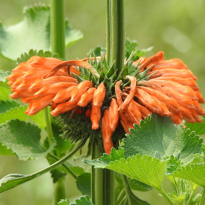Klip Dagga Seeds - Heirloom Flower Plant for Home Gardens