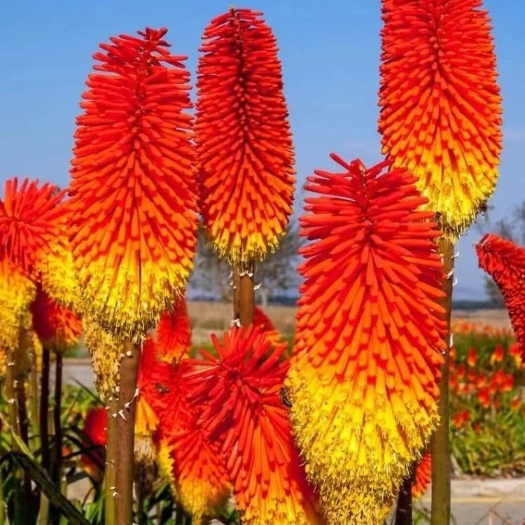 Kniphofia Seeds - Flower Plant for Home Gardens