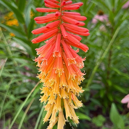 Kniphofia Seeds - Flower Plant for Home Gardens