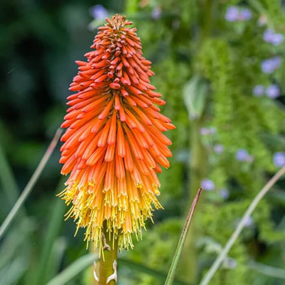 Kniphofia uvaria seeds