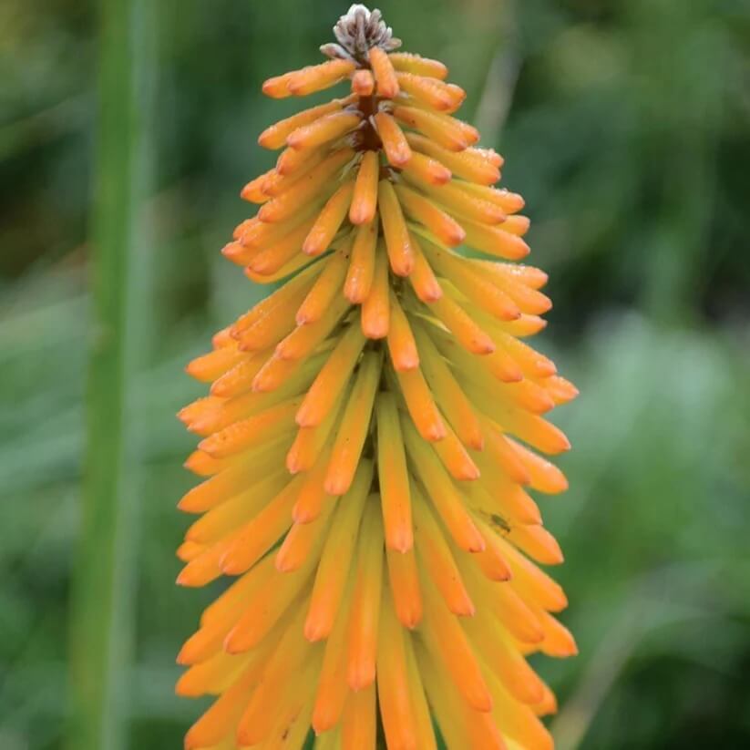 Kniphofia uvaria seeds