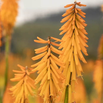 Kniphofia uvaria seeds