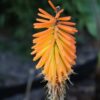 Kniphofia uvaria seeds