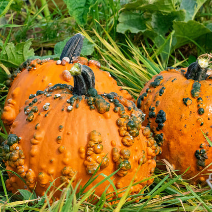 Knuckle Head Pumpkin Seeds