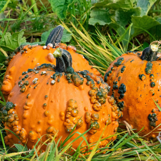 Knuckle Head Pumpkin Seeds