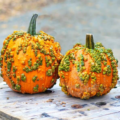 Knuckle Head Pumpkin Seeds