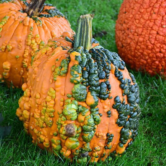 Knuckle Head Pumpkin Seeds
