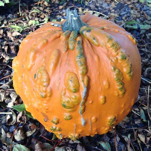 Knuckle Head Pumpkin Seeds