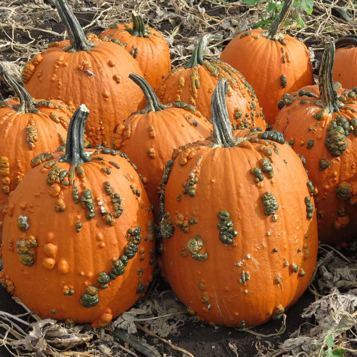 Knucklehead Pumpkin Seeds - Heirloom Vegetable Plant for Home Gardens