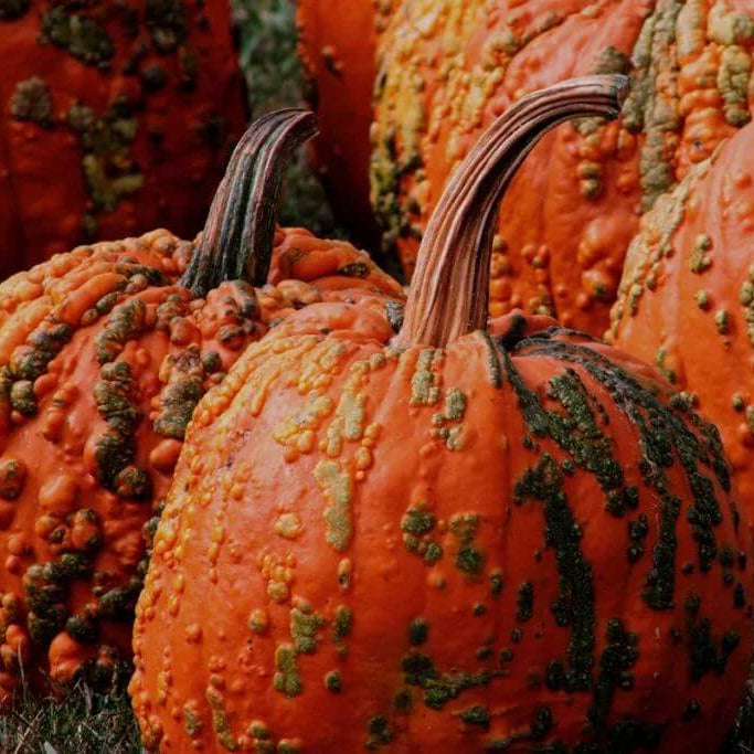 Knucklehead Pumpkin Seeds - Heirloom Vegetable Plant for Home Gardens