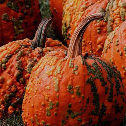 Knucklehead Pumpkin Seeds - Heirloom Vegetable Plant for Home Gardens