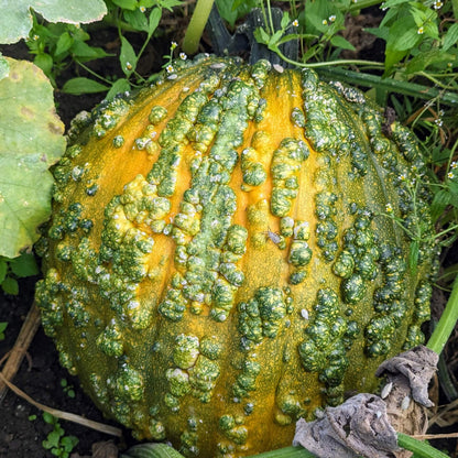 Knucklehead Pumpkin Seeds - Heirloom Vegetable Plant for Home Gardens