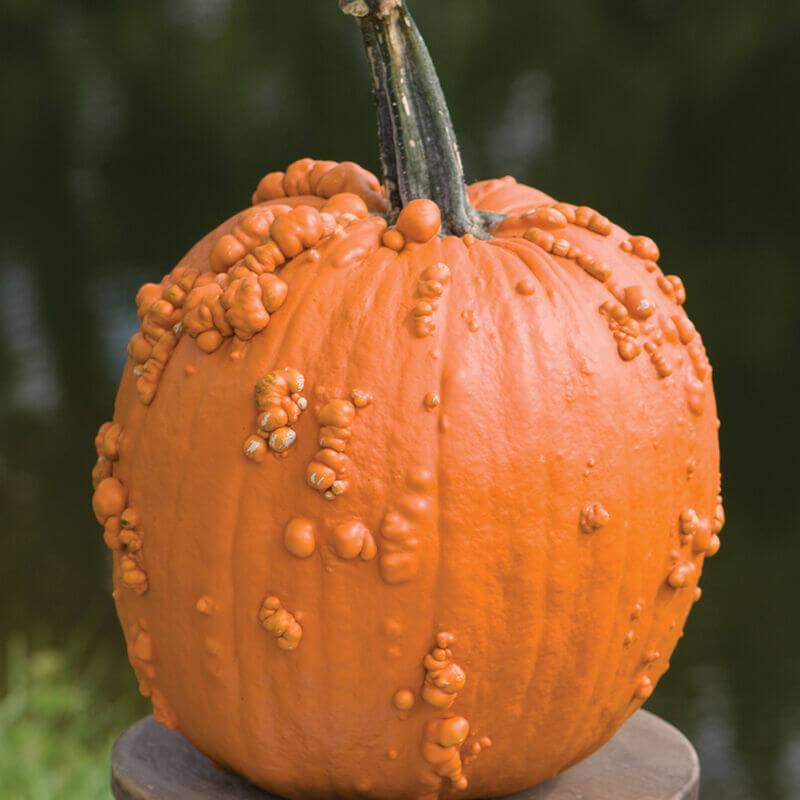 Knucklehead Pumpkin Seeds - Heirloom Vegetable Plant for Home Gardens