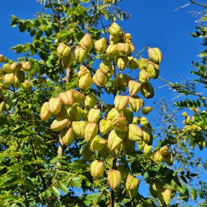 Koelreuteria Paniculata Seeds - Tree Seeds for Home Gardens