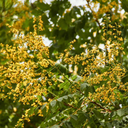 Koelreuteria Paniculata Seeds - Tree Seeds for Home Gardens