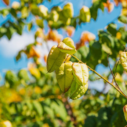 Koelreuteria Paniculata Seeds - Tree Seeds for Home Gardens