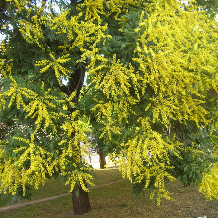 Koelreuteria Paniculata Seeds - Tree Seeds for Home Gardens