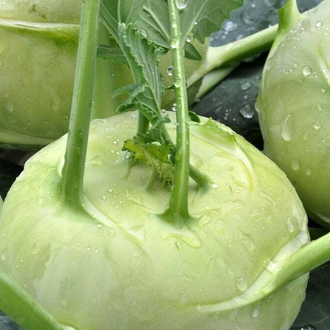 Kohlrabi Seeds 