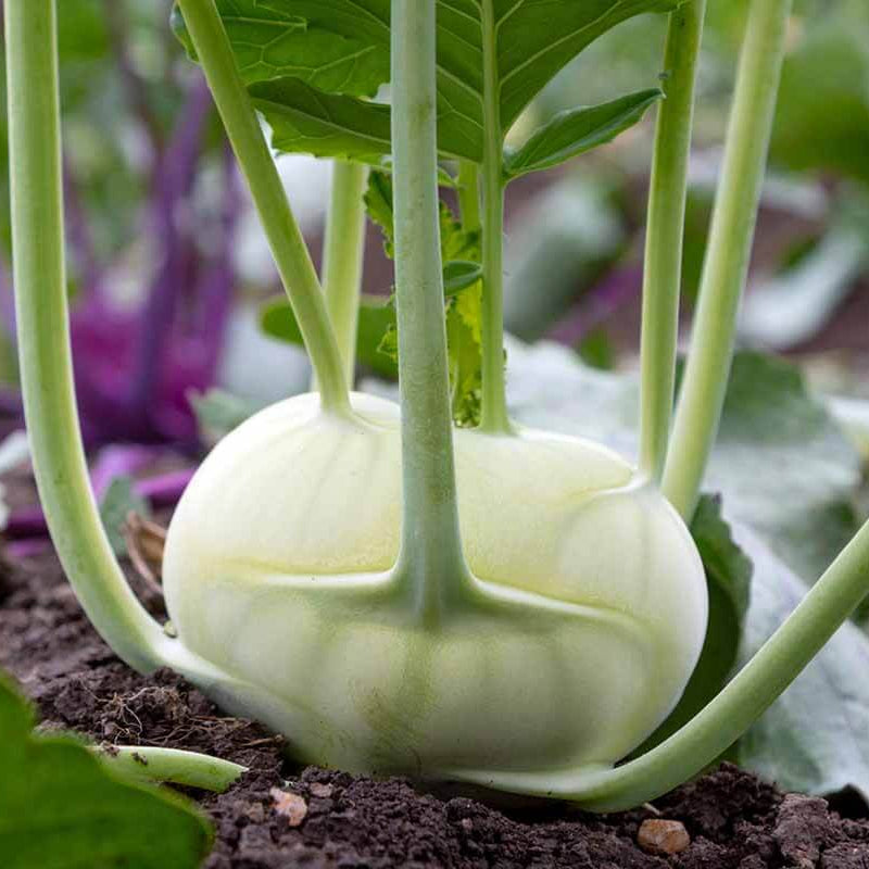 Kohlrabi Seeds 