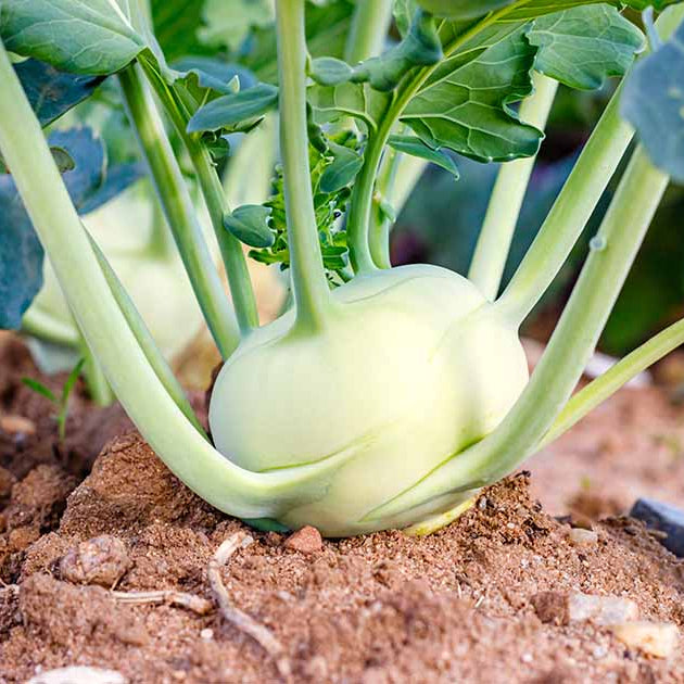 Kohlrabi Seeds 
