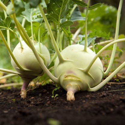 Kohlrabi Seeds 