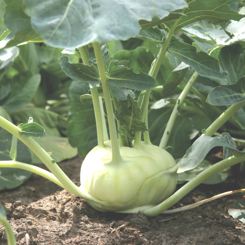 Kohlrabi Seeds 