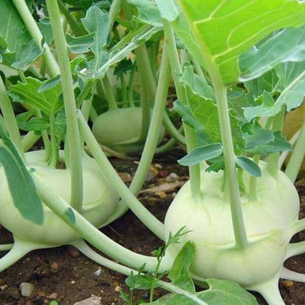 Kohlrabi seeds - Vegetable Plant