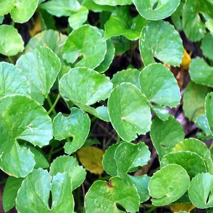 Koji Seeds - Heirloom Herbal Plant for Home Gardens