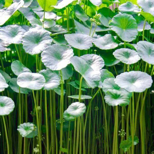 Koji Seeds - Heirloom Herbal Plant for Home Gardens