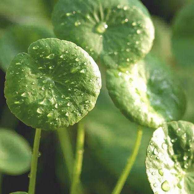 Koji Seeds - Heirloom Herbal Plant for Home Gardens