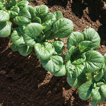 Koji Seeds - Heirloom Herbal Plant for Home Gardens