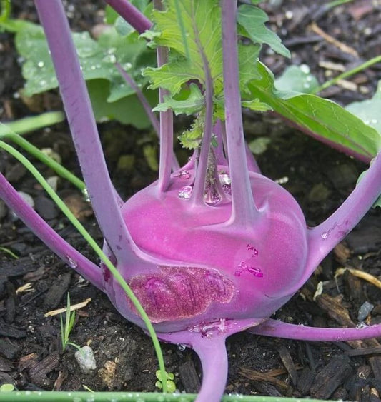 Kolibri Kohlrabi Seeds