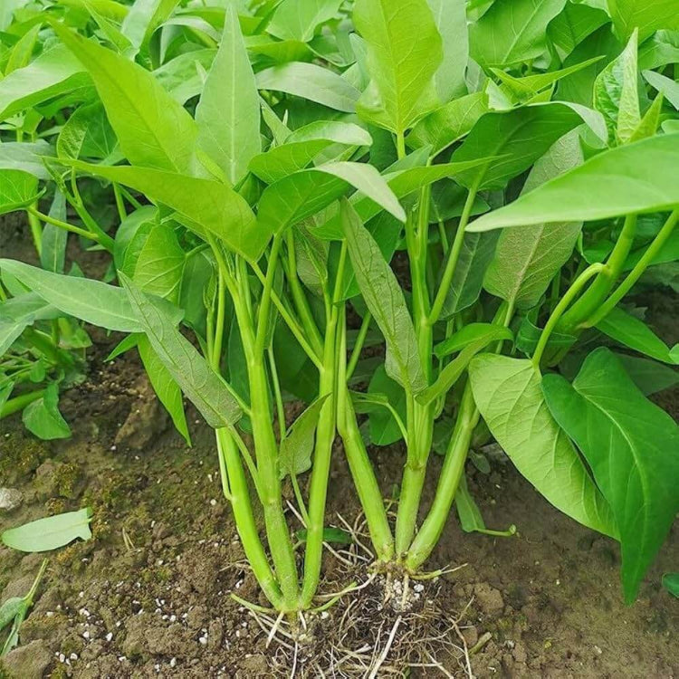Kong Xin Cai Seeds - Heirloom Vegetable Plant for Home Gardens
