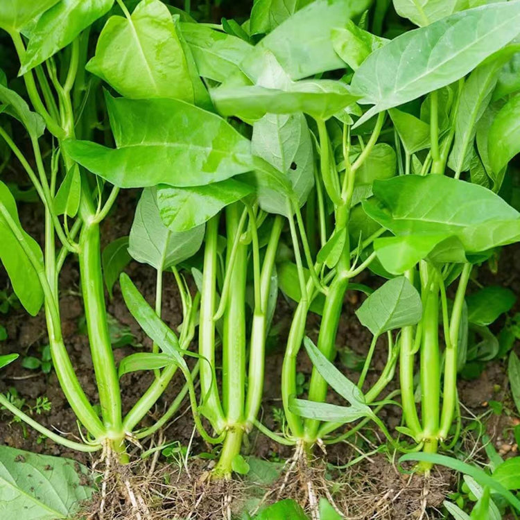 Kong Xin Cai Seeds - Heirloom Vegetable Plant for Home Gardens