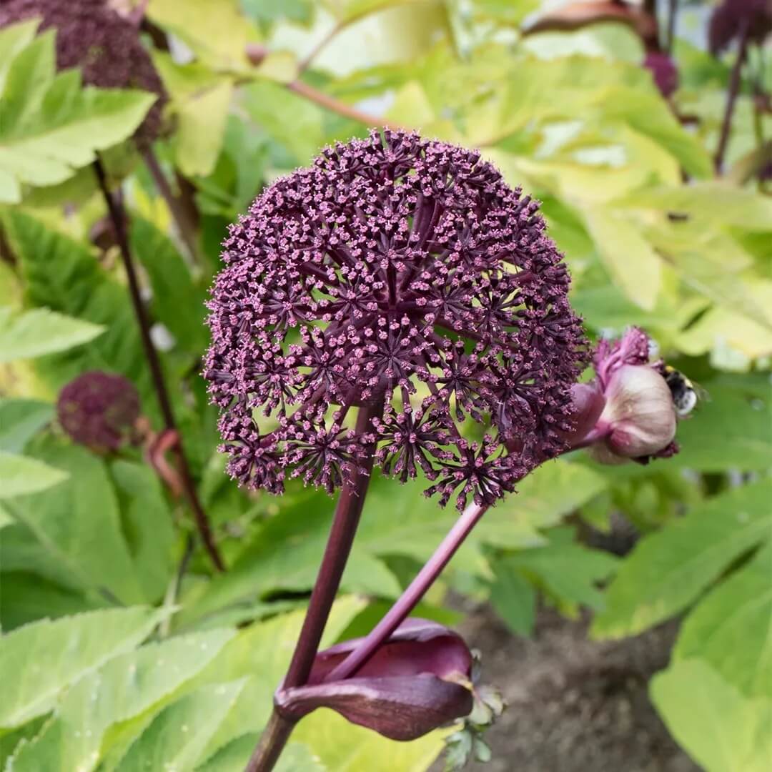 Korean Angelica Gigas Seeds