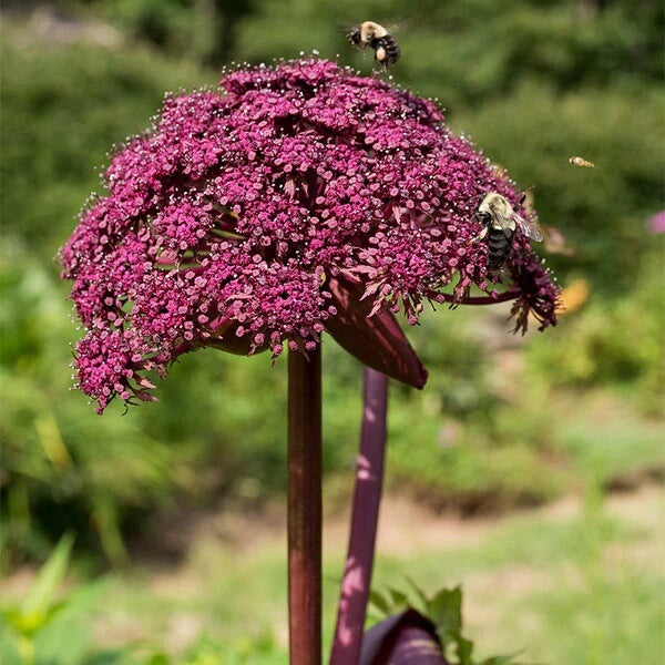 Korean Angelica Gigas Seeds