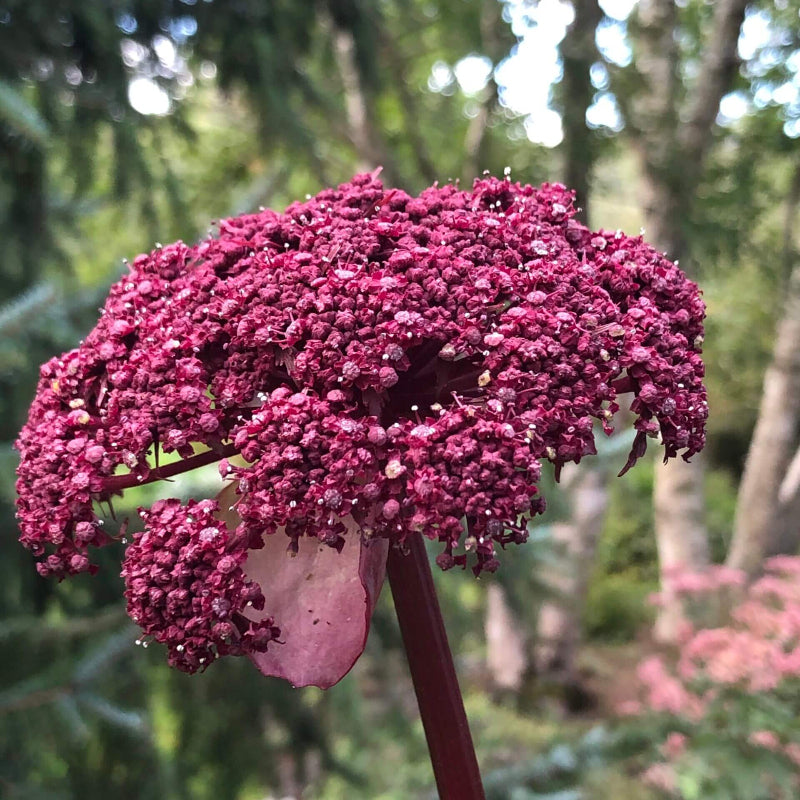Korean Angelica Gigas Seeds