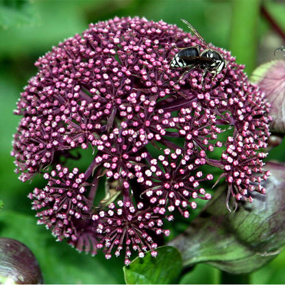 Korean Angelica Gigas Seeds