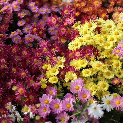 Korean Chrysanthemum Seeds - Heirloom Flower Plant for Home Gardens