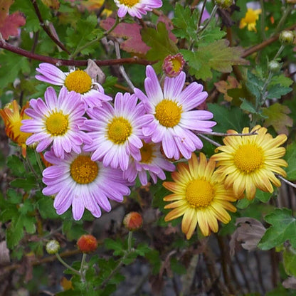 Korean Chrysanthemum Seeds - Heirloom Flower Plant for Home Gardens