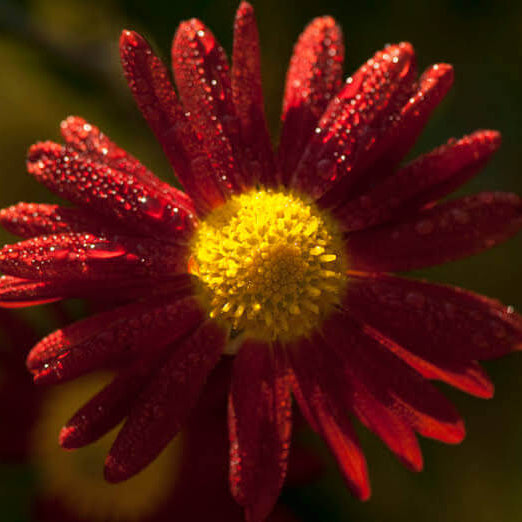 Korean Chrysanthemum Seeds - Heirloom Flower Plant for Home Gardens