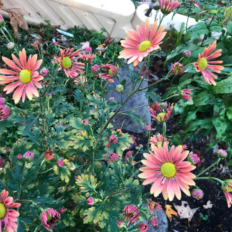 Korean Chrysanthemum Seeds - Heirloom Flower Plant for Home Gardens