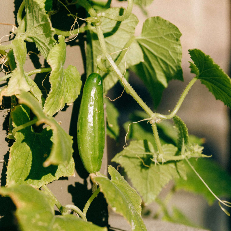 Korean Cucumber Seeds - Heirloom Vegetable Plant for Home Gardens
