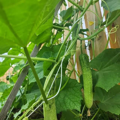 Korean Cucumber Seeds - Heirloom Vegetable Plant for Home Gardens