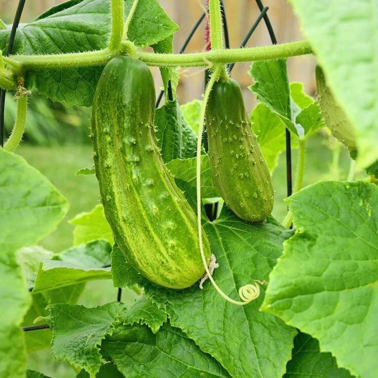 Korean Cucumber Seeds - Heirloom Vegetable Plant for Home Gardens