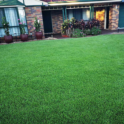 Korean Grass seeds