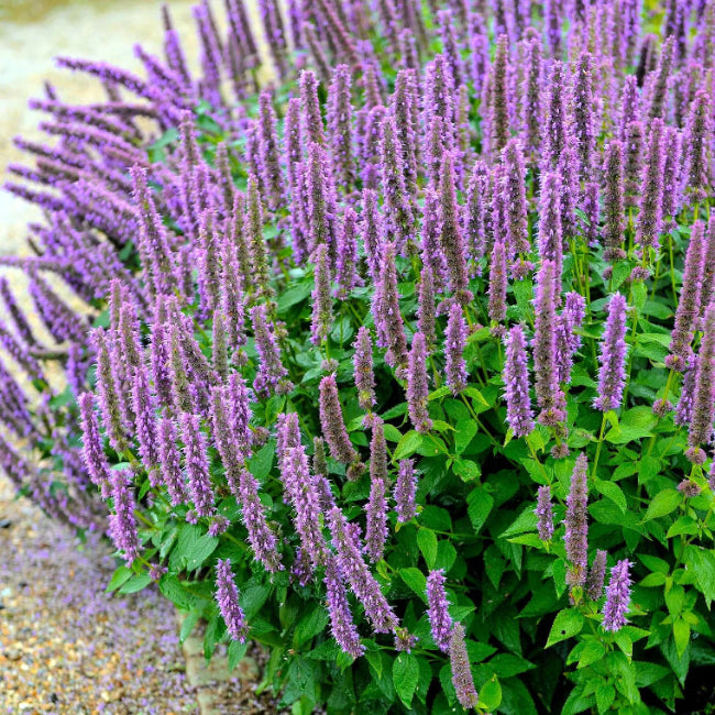 Korean Licorice Mint Seeds - Herbal Seeds