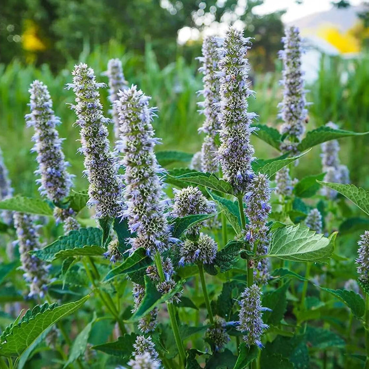 Korean Licorice Mint Seeds - Herbal Seeds