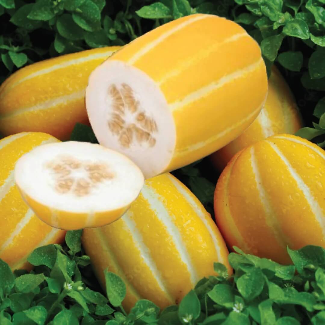 Korean Melon Seeds
